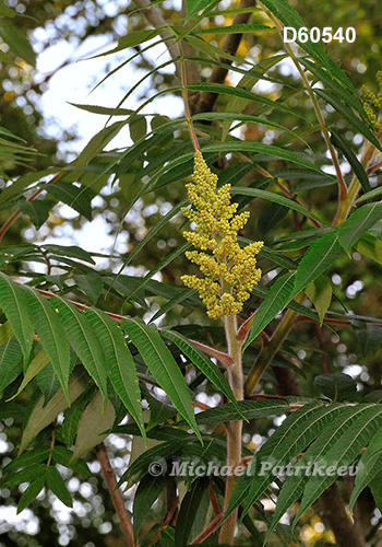 Staghorn Sumac (Rhus typhina)